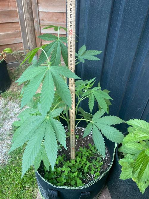 Outdoor to Indoor | Garlic Gas | GER. Week 6