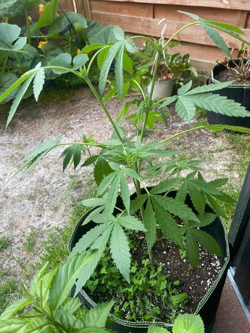 Garlic Gas. Week 6