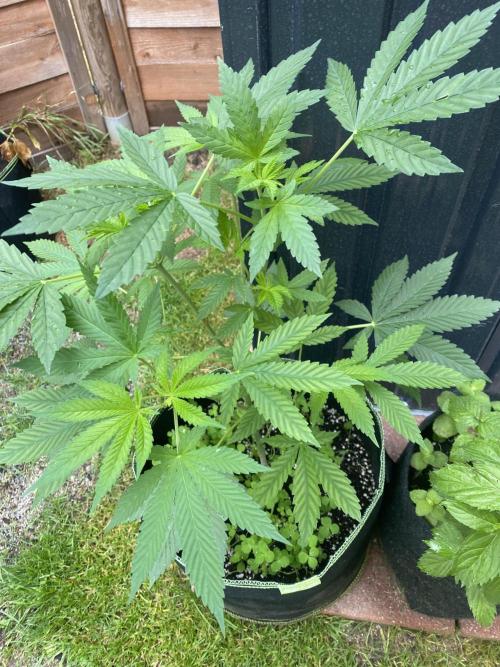 Garlic Gas Fem. Week 7