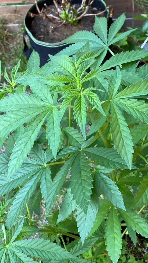 Outdoor to Indoor | Garlic Gas | GER. Week 8