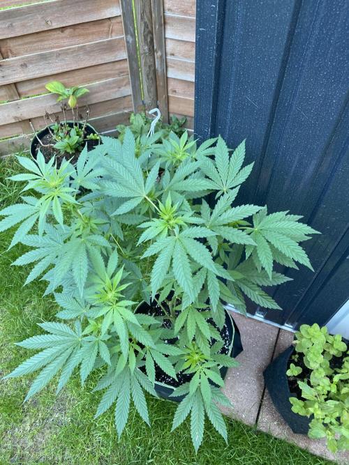 Outdoor to Indoor | Garlic Gas | GER. Week 10