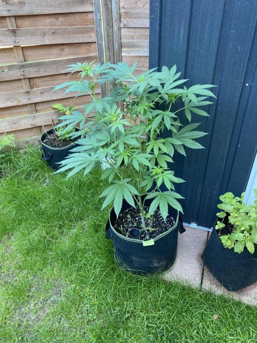 Outdoor to Indoor | Garlic Gas | GER. Week 10