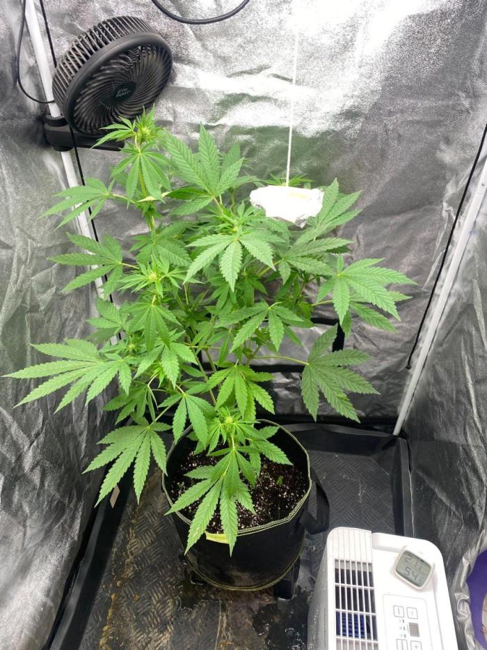 Outdoor to Indoor | Garlic Gas | GER. Week 11
