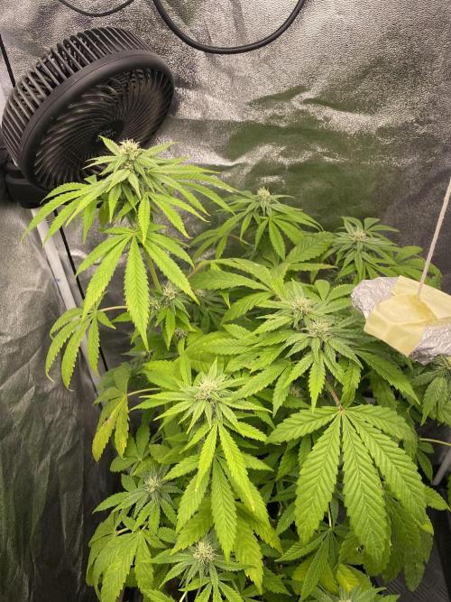 Outdoor to Indoor | Garlic Gas | GER. Week 12