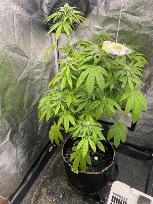 Outdoor to Indoor | Garlic Gas | GER. Week 12
