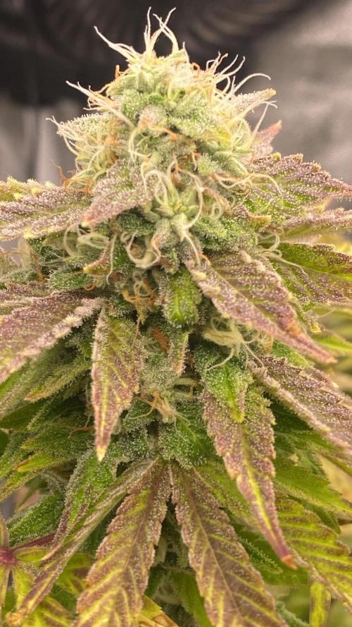 Outdoor to Indoor | Garlic Gas | GER. Week 15