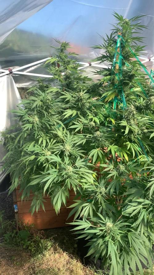 Outdoor 2024 (Kushberry Moonrocks)