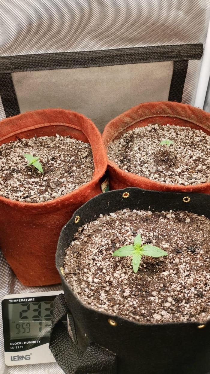 Ak auto Santos 013 CBJR. Week 1