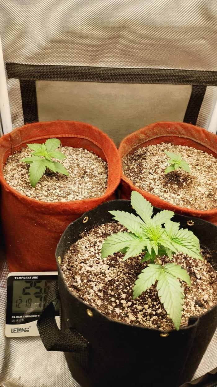 Ak auto Santos 013 CBJR. Week 2