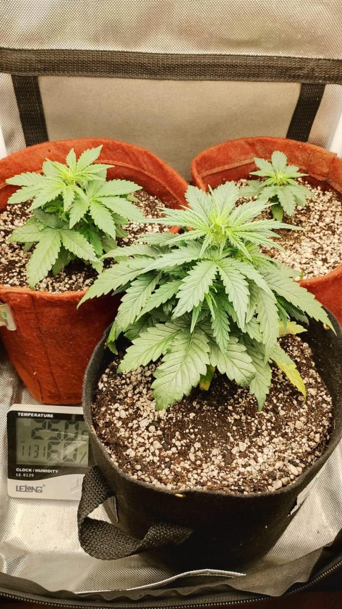 Ak auto Santos 013 CBJR. Week 3