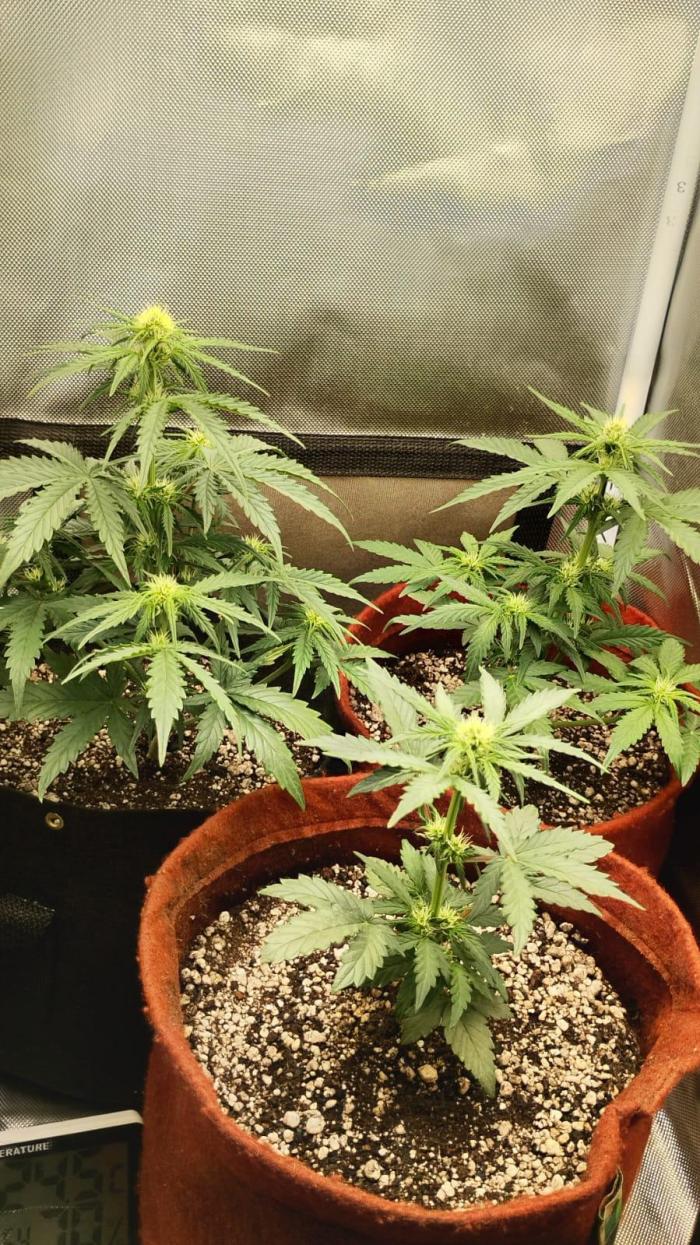 Ak auto Santos 013 CBJR. Week 4