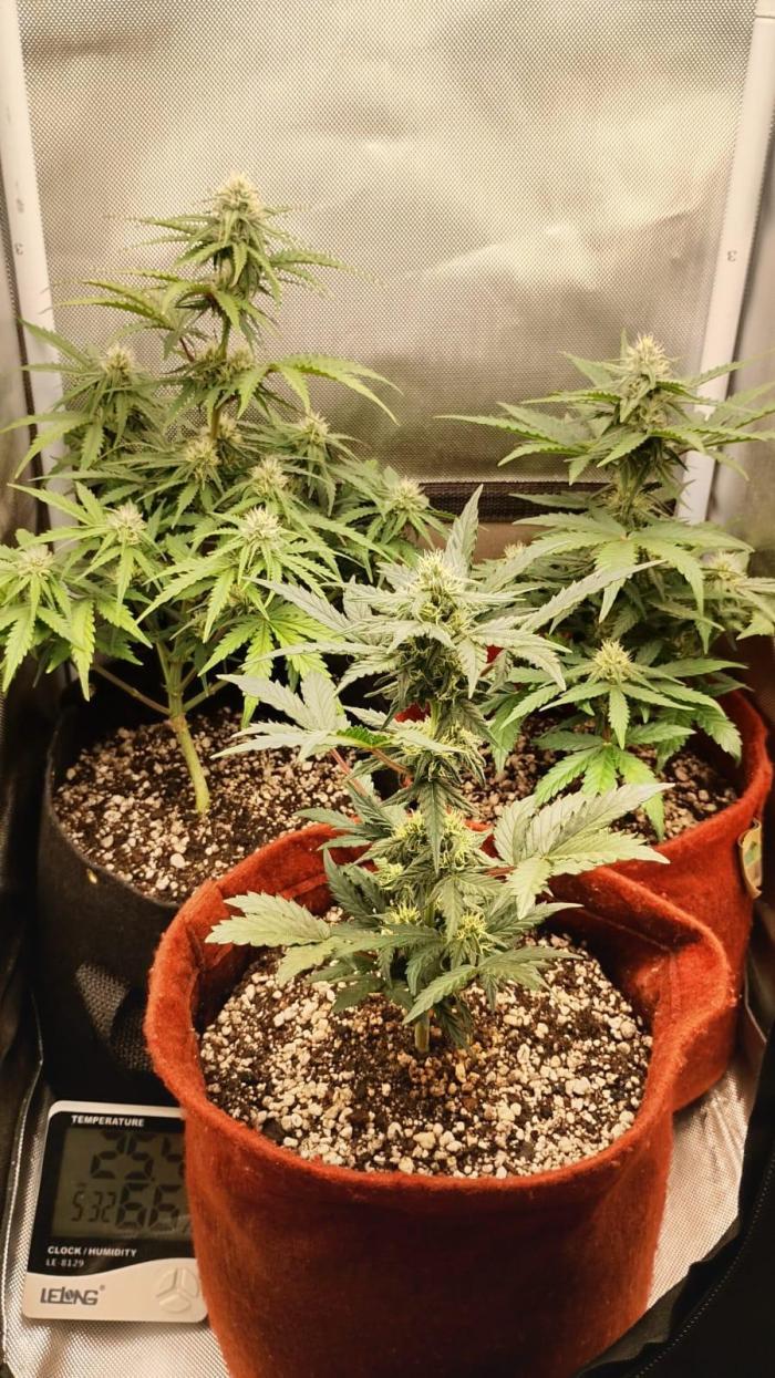 Ak auto Santos 013 CBJR. Week 5