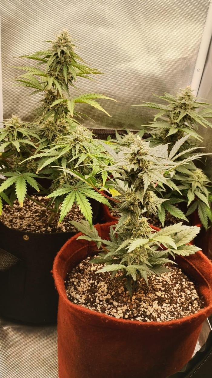 Ak auto Santos 013 CBJR. Week 6