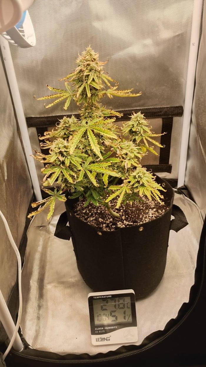 Ak auto Santos 013 CBJR. Week 7