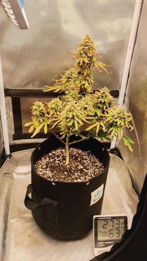Ak auto Santos 013 CBJR. Week 8