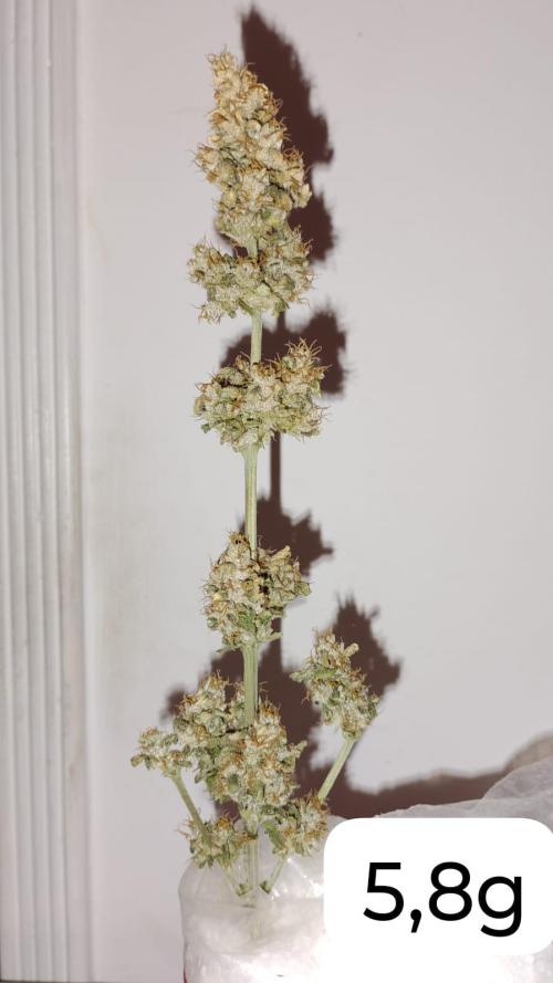 Ak auto Santos 013 CBJR. Week 8