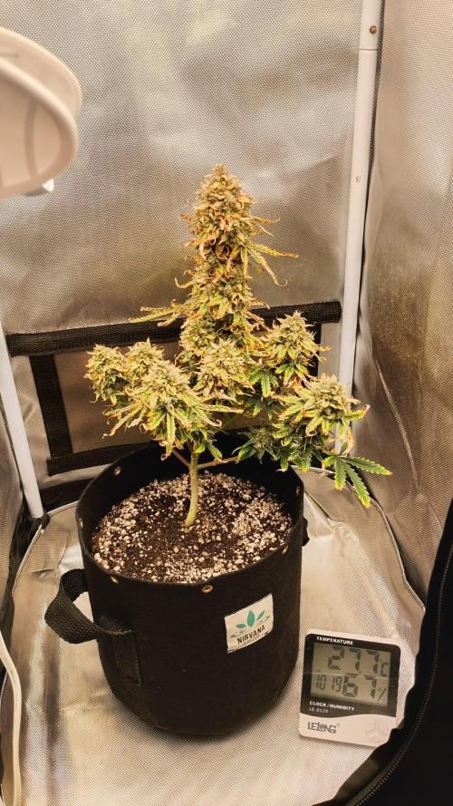 Ak auto Santos 013 CBJR. Week 9