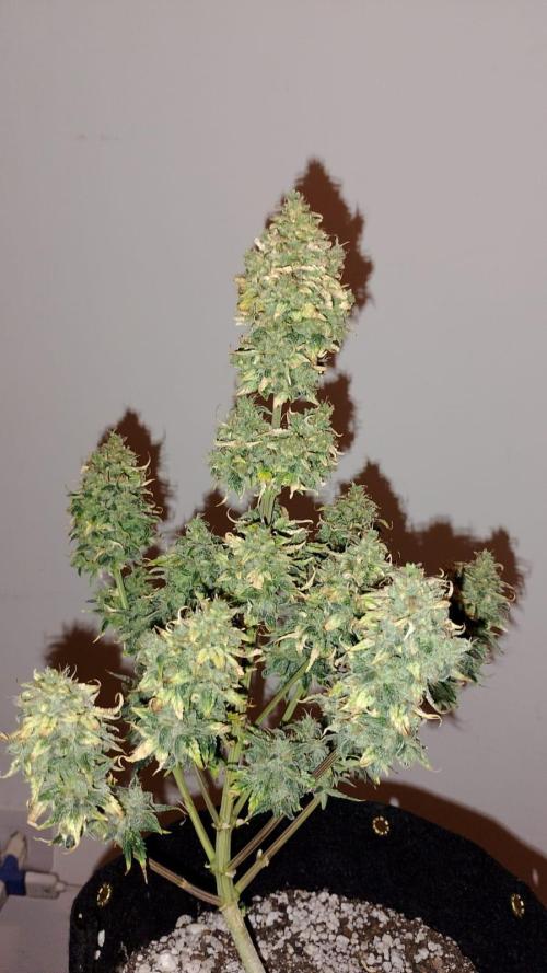 Ak auto Santos 013 CBJR. Week 10