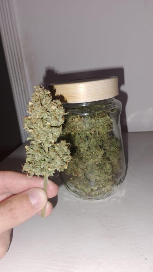 Ak auto Santos 013 CBJR. Week 10