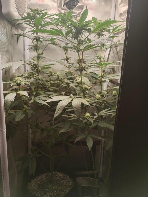 Os Guri. Week 10