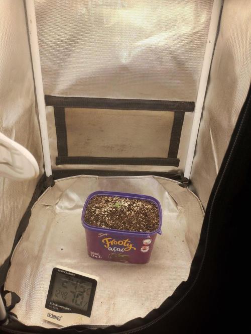 Crack verde. Week 1
