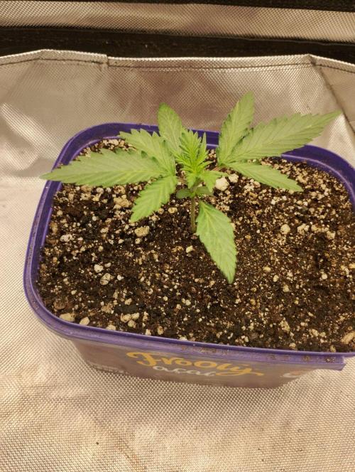 Green Crack Auto. Week 2