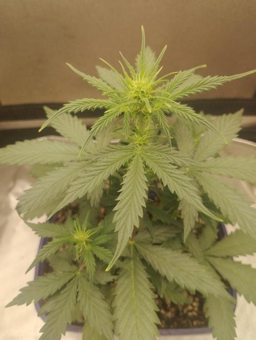 Crack verde. Week 4