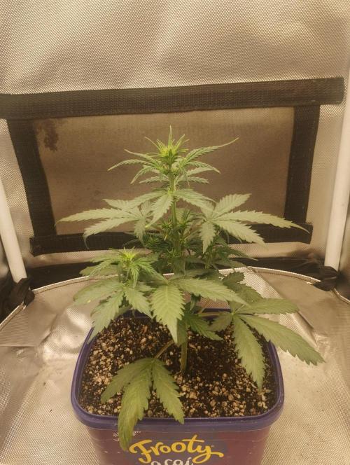 Crack verde. Week 4
