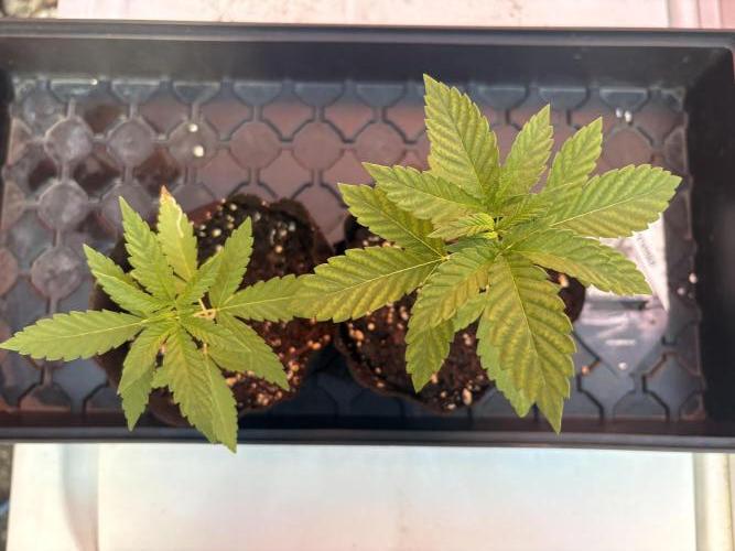 Panama Red - 2/22/26. Week 2