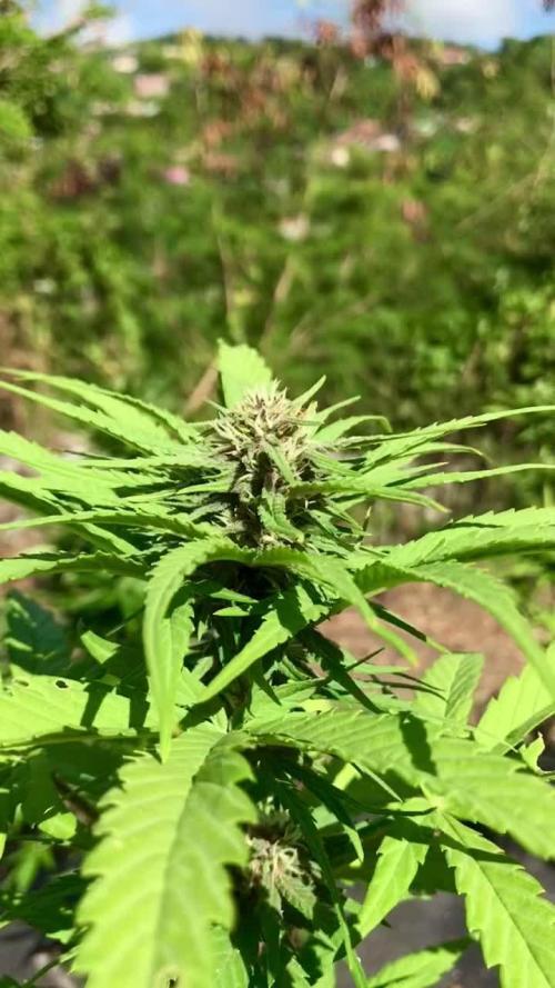Blue Skunk V2