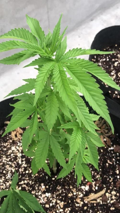 Landrace 2/22/25
