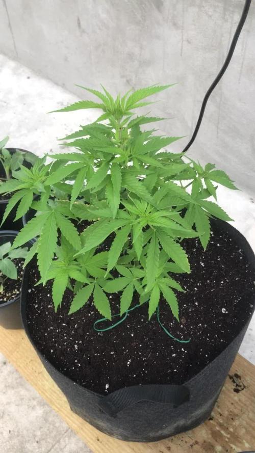 Landrace 2/22/25