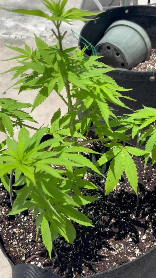 Landrace 2/22/25