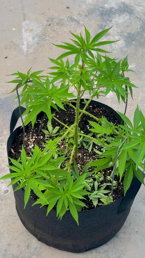 Landrace 2/22/25