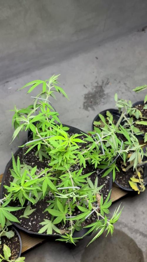 Landrace 2/22/25