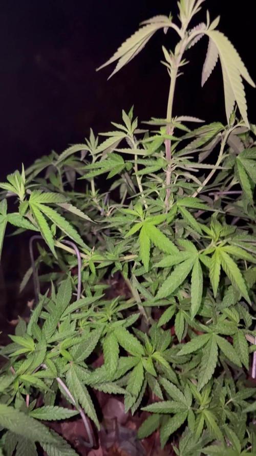 Landrace 2/22/25