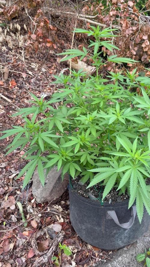 Landrace 2/22/25