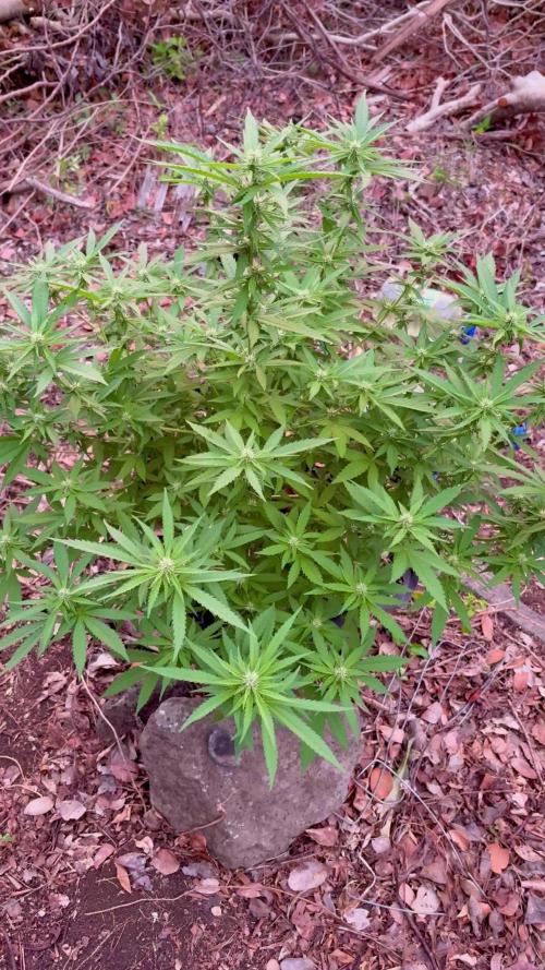 Landrace 2/22/25
