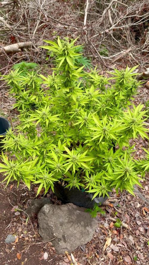 Landrace 2/22/25