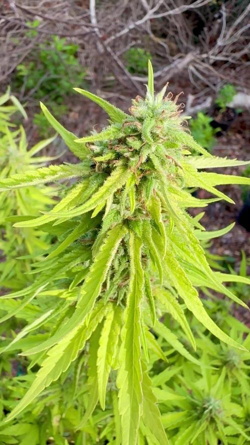 Landrace 2/22/25