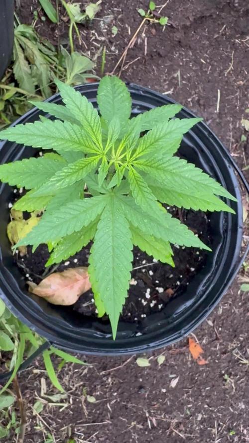 Skunk 5/22/25