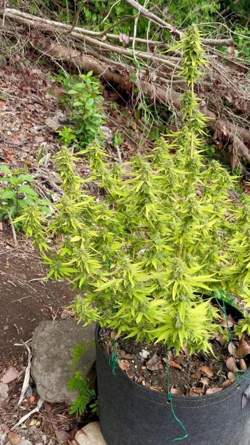 Landrace 2/22/25