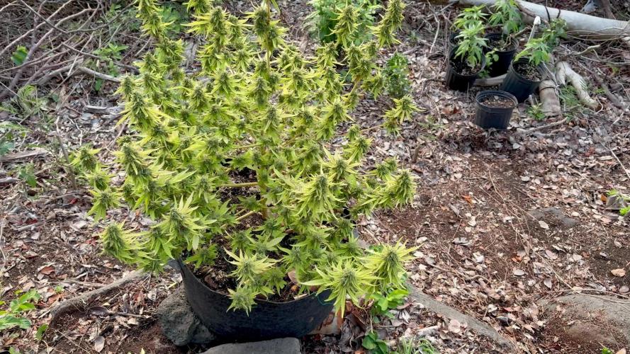 Landrace 2/22/25