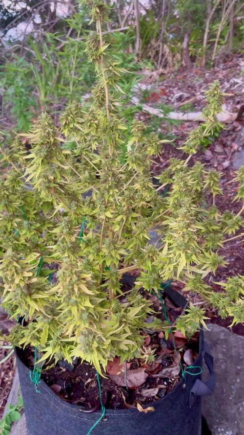Landrace 2/22/25