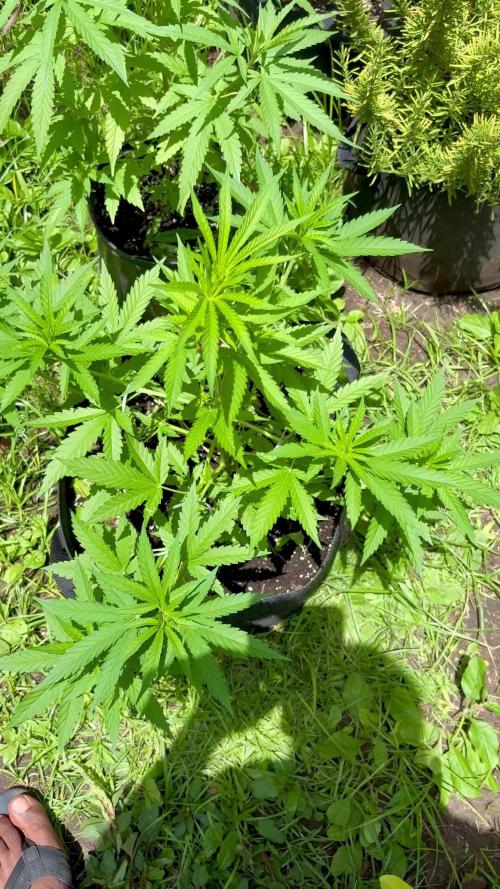 Skunk 5/22/25