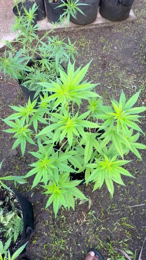 Skunk 5/22/25