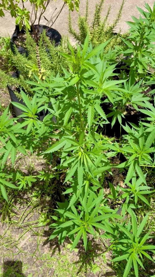 Skunk 5/22/25