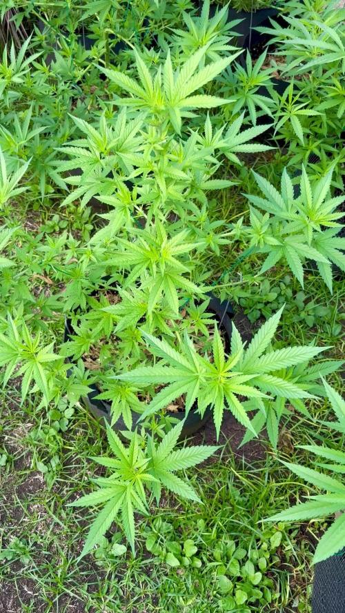 Skunk 5/22/25