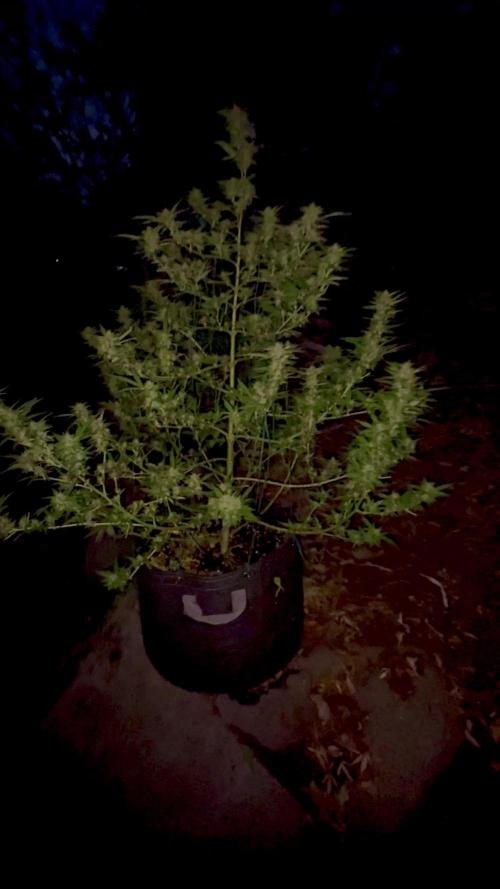 Skunk 5/22/25
