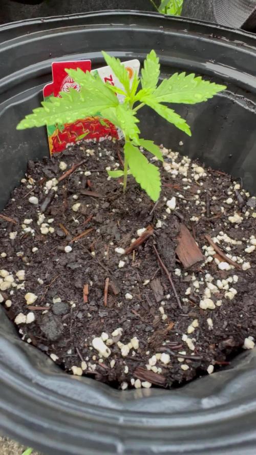 Cherry Pie 8/28/25